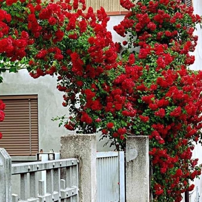 Elegant Climbing Rose Flower Seeds