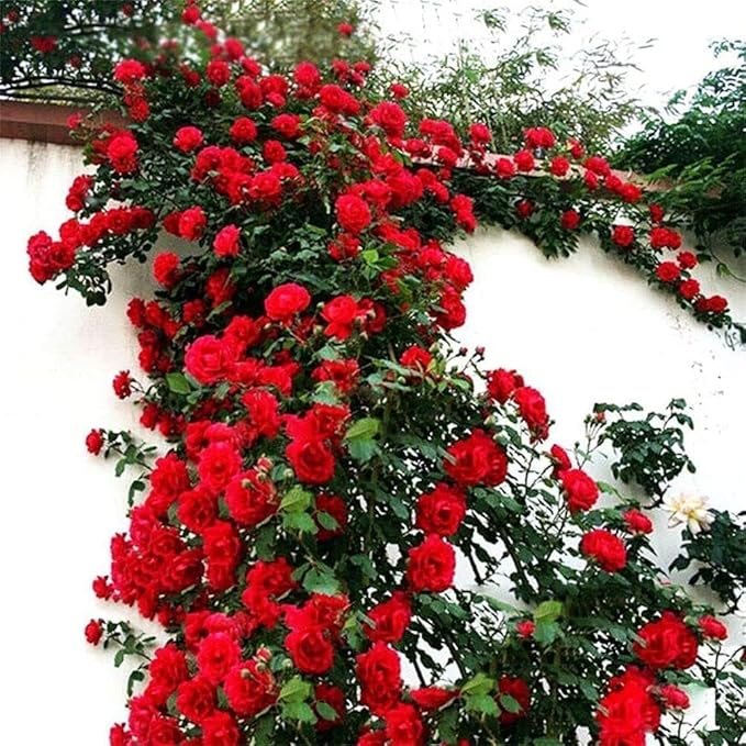 Elegant Climbing Rose Flower Seeds