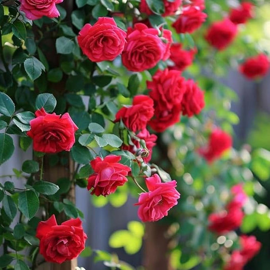 Elegant Climbing Rose Flower Seeds